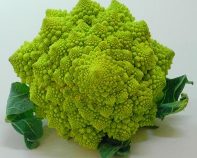 cabbages