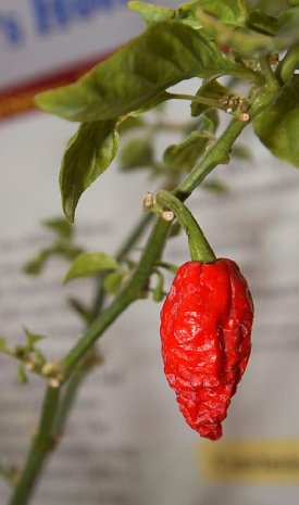 worlds hottest pepper